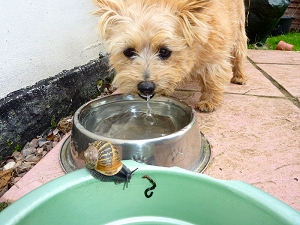 Lungworm from snails in dogs feeding bowls