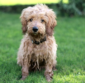 puppy obeying sit command