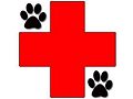 What to have in a first aid kit for dogs