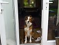 Training your dog to wait