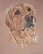 Pet portraits in pastel by Joanne Simpson