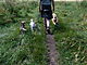 The Walks Your Dog Would Choose - Dog Walks Bromley, Beckenham and Beyond