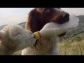 Springer Spaniel feeds an orphaned lamb with a bottle