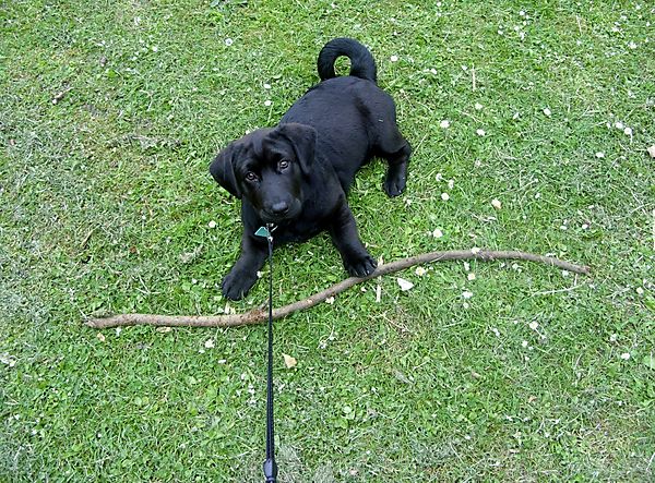 Ba Shar Puppy and stick