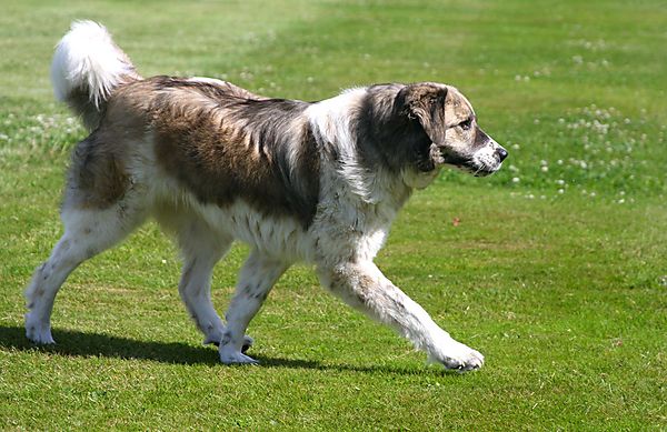 Cranbourne Annual Companion Dog Show