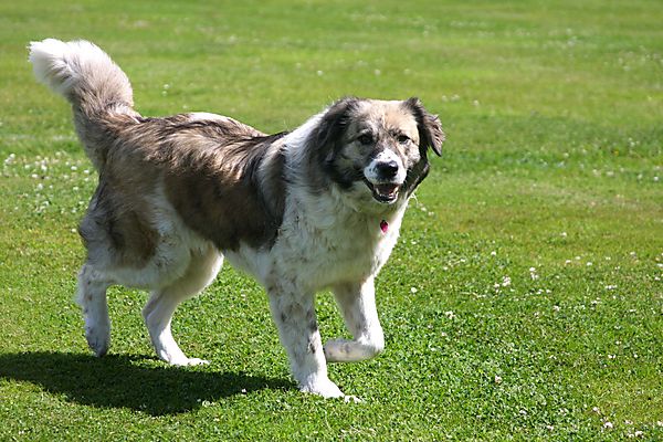 Cranbourne Annual Companion Dog Show