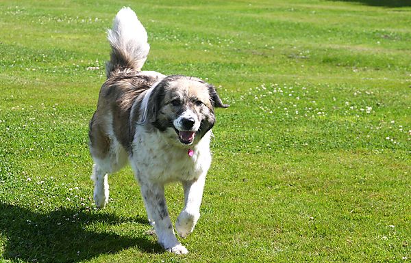 Cranbourne Annual Companion Dog Show