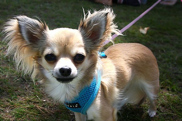 Cranbourne Annual Companion Dog Show