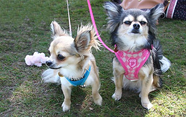 Cranbourne Annual Companion Dog Show