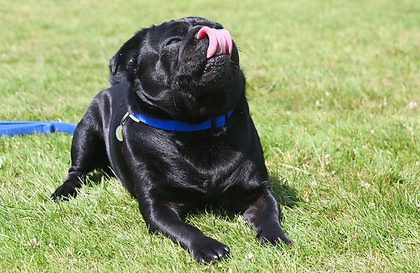 Cranbourne Annual Companion Dog Show