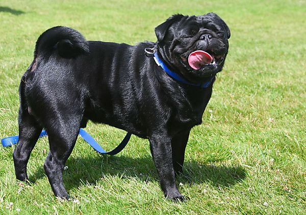 Cranbourne Annual Companion Dog Show