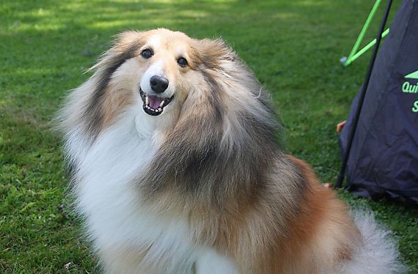 Cranbourne Annual Companion Dog Show