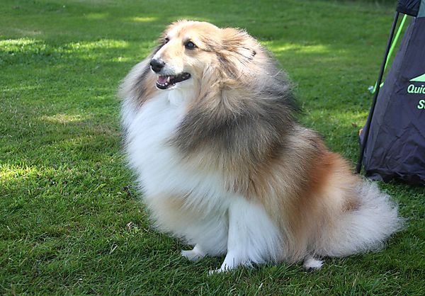 Cranbourne Annual Companion Dog Show