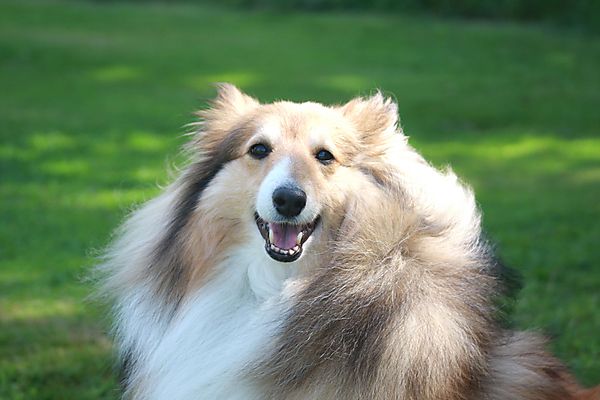 Cranbourne Annual Companion Dog Show