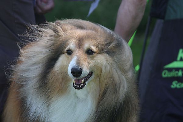 Cranbourne Annual Companion Dog Show