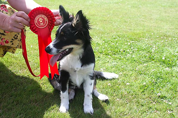 Cranbourne Annual Companion Dog Show