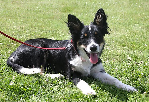 Cranbourne Annual Companion Dog Show