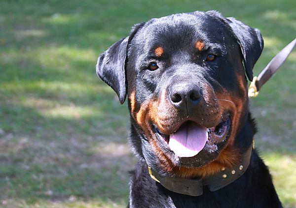 Cranbourne Annual Companion Dog Show