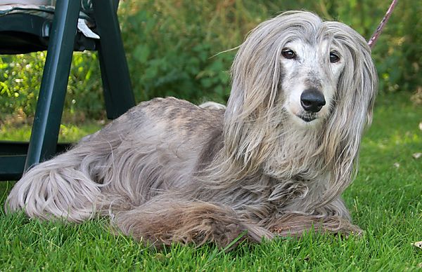 Cranbourne Annual Companion Dog Show