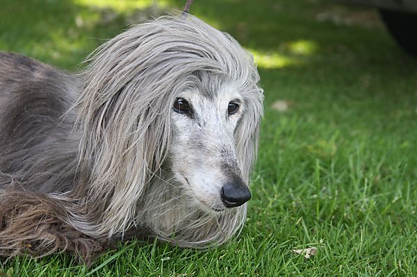 Cranbourne Annual Companion Dog Show