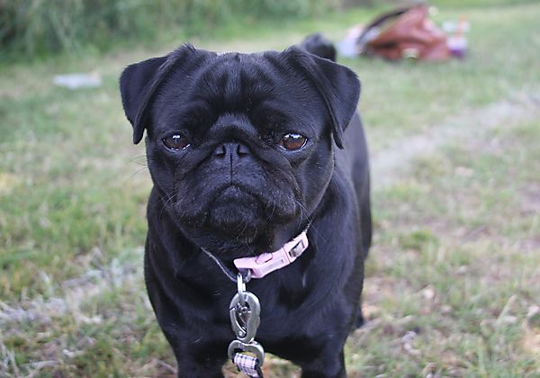 Cranbourne Annual Companion Dog Show