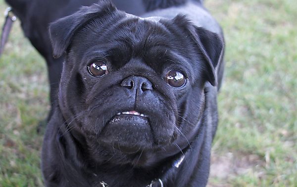 Cranbourne Annual Companion Dog Show
