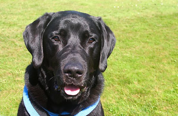 Cranbourne Annual Companion Dog Show