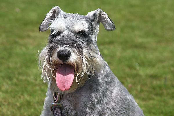 Cranbourne Annual Companion Dog Show