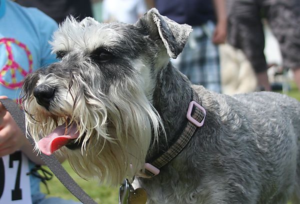 Cranbourne Annual Companion Dog Show
