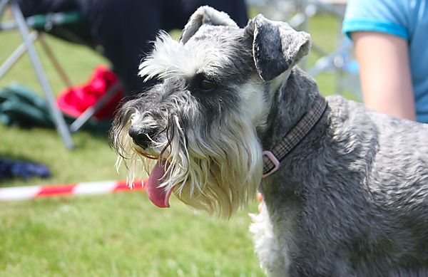 Cranbourne Annual Companion Dog Show