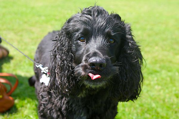 Cranbourne Annual Companion Dog Show