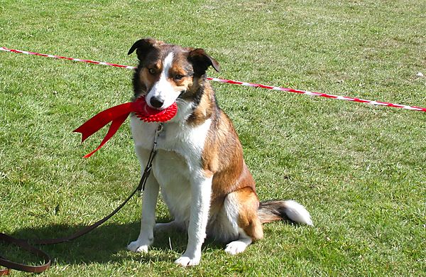 Cranbourne Annual Companion Dog Show