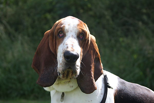 Cranbourne Annual Companion Dog Show