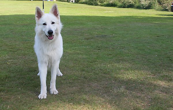 Cranbourne Annual Companion Dog Show
