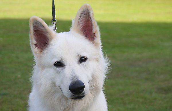Cranbourne Annual Companion Dog Show