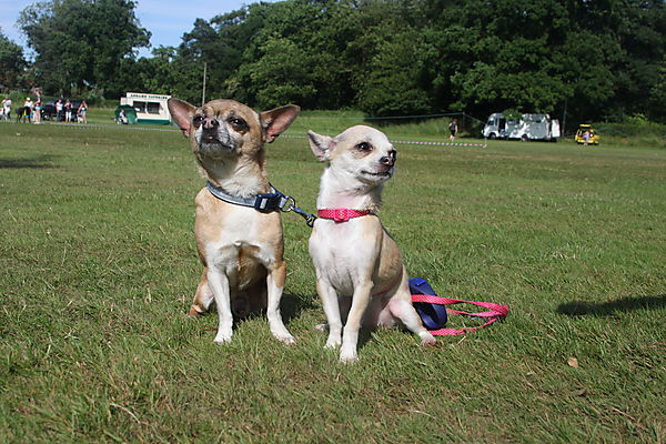 Cranbourne Annual Companion Dog Show