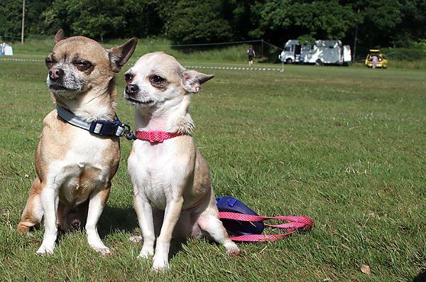 Cranbourne Annual Companion Dog Show