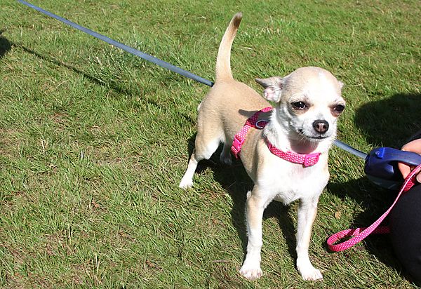 Cranbourne Annual Companion Dog Show