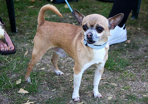 Cranbourne Annual Companion Dog Show