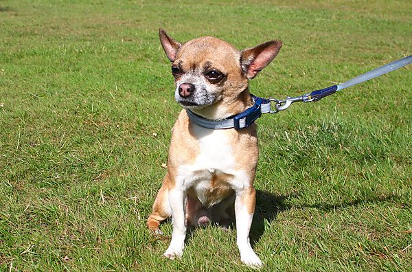 Cranbourne Annual Companion Dog Show