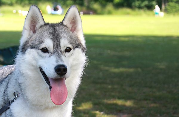 Cranbourne Annual Companion Dog Show