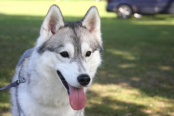 Cranbourne Annual Companion Dog Show