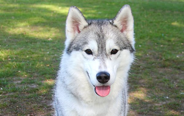 Cranbourne Annual Companion Dog Show
