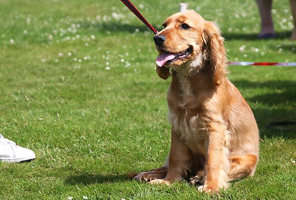 Cranbourne Annual Companion Dog Show