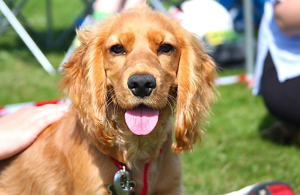 Cranbourne Annual Companion Dog Show
