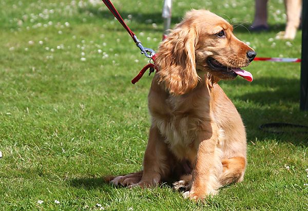 Cranbourne Annual Companion Dog Show