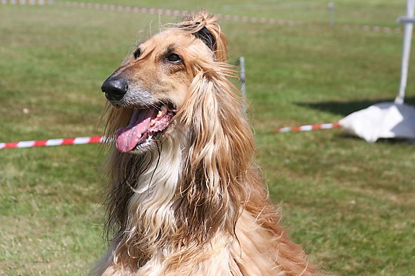 Cranbourne Annual Companion Dog Show