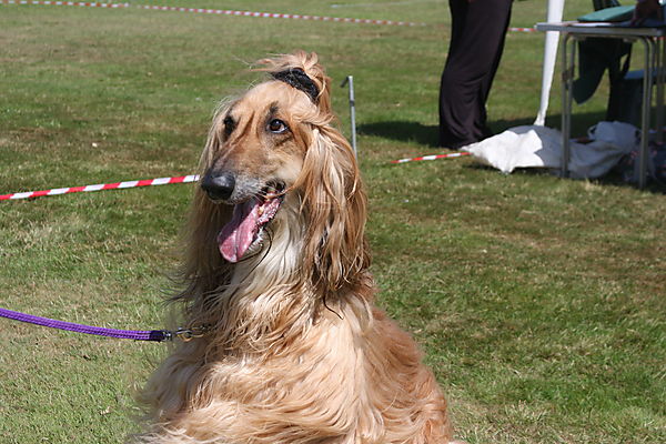 Cranbourne Annual Companion Dog Show