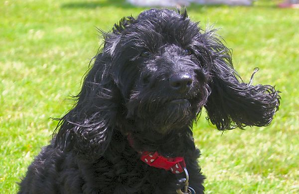 Cranbourne Annual Companion Dog Show