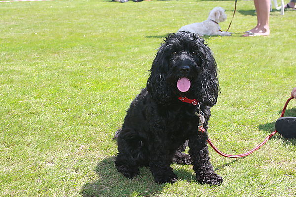 Cranbourne Annual Companion Dog Show